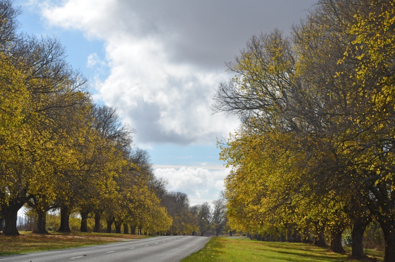 A photo of the Avenue in autumn showing elm trees with golden leaves