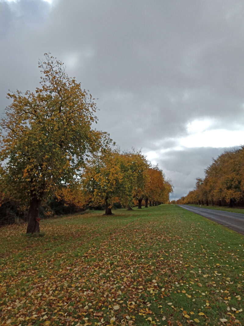 The Kingston Avenue of Honour in late autumn, with yellow autumn leaves on the ground, turning to brown